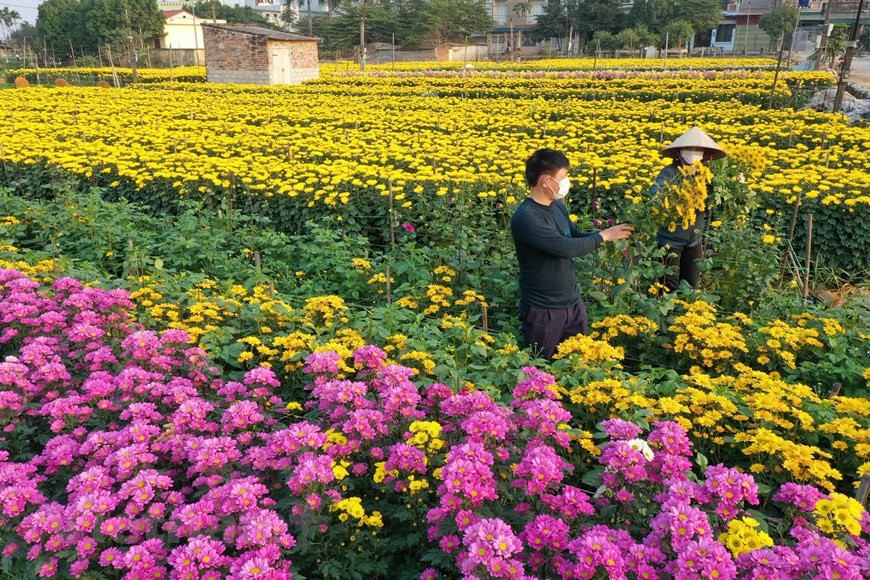 Cánh đồng hoa Xuân tại Tổ dân phố Tiền Huân, phường Viên Sơn vào vụ Tết