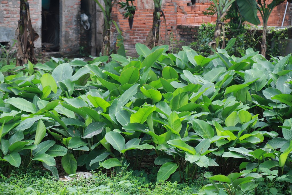 Nằm cách trung tâm thành phố Hà Nội khoảng 30km, thôn Tràng Cát, xã Kim An, huyện Thanh Oai từ lâu đã nổi tiếng với nghề trồng lá dong