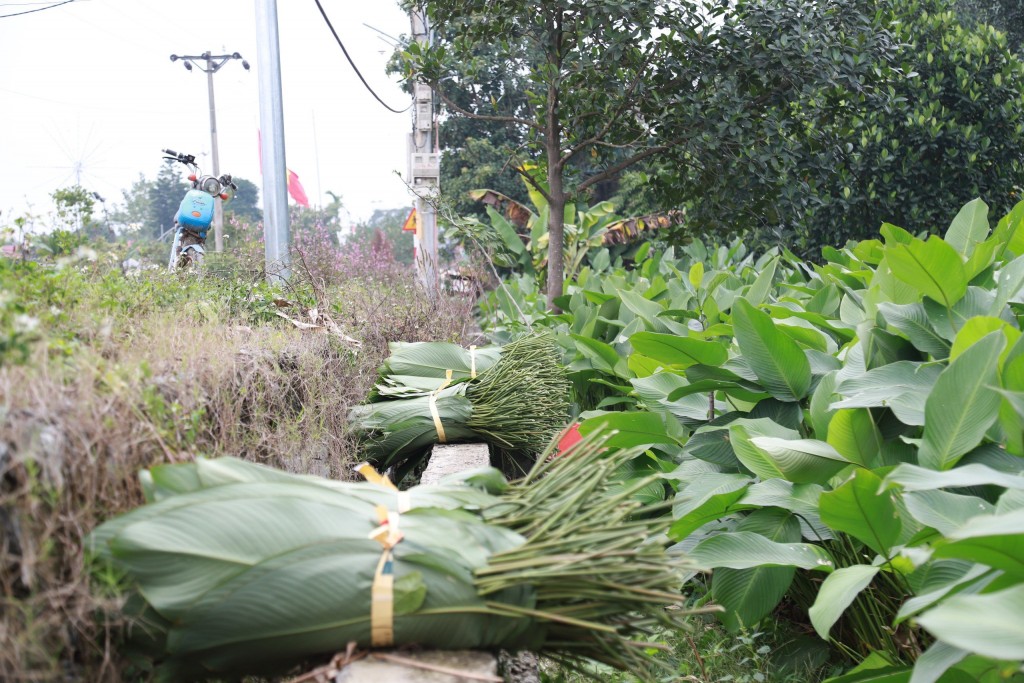 Vào dịp Tết, trung bình mỗi hộ trồng dong ở Tràng Cát thu được khoảng 20 triệu đồng/mẫu 