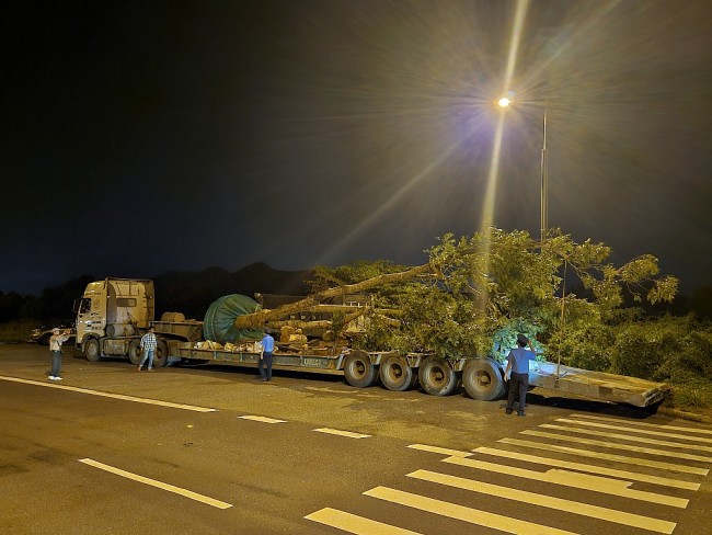 Khánh Hòa: Xe chở cây "khủng" bị xử phạt 74 triệu đồng