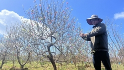 Đắk Lắk: “Thủ phủ" hoa đào Buôn Hồ tất bật vào Tết