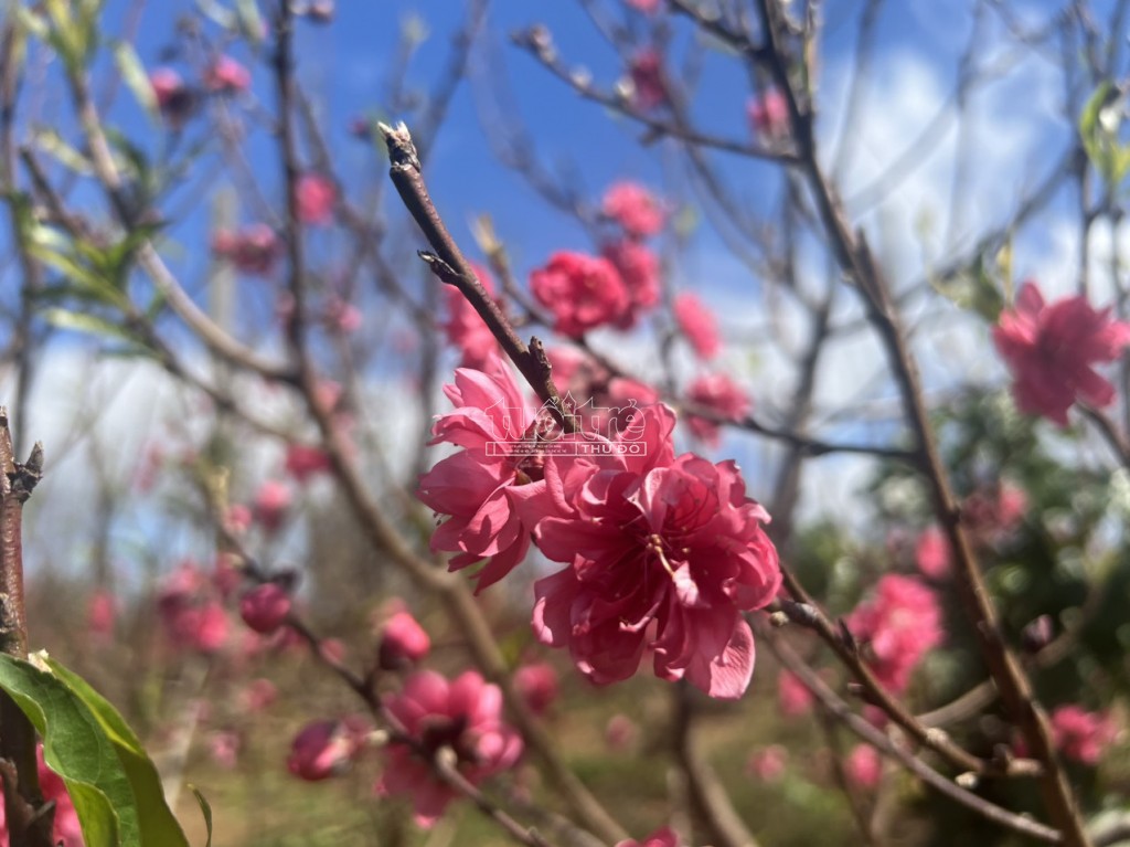 Đắk Lắk: “Thủ phủ