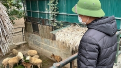 Đảm bảo giữ ấm, chăm sóc cho động vật Vườn thú Hà Nội