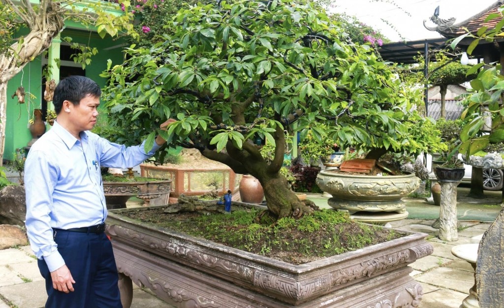 Theo ông Hồ Thắng, Giám đốc Sở KHCN tỉnh Thừa Thiên – Huế, cây hoàng mai không chỉ có giá trị kinh tế mà còn mang rất nhiều ý nghĩa trong đời sống tinh thần người dân cố đô
