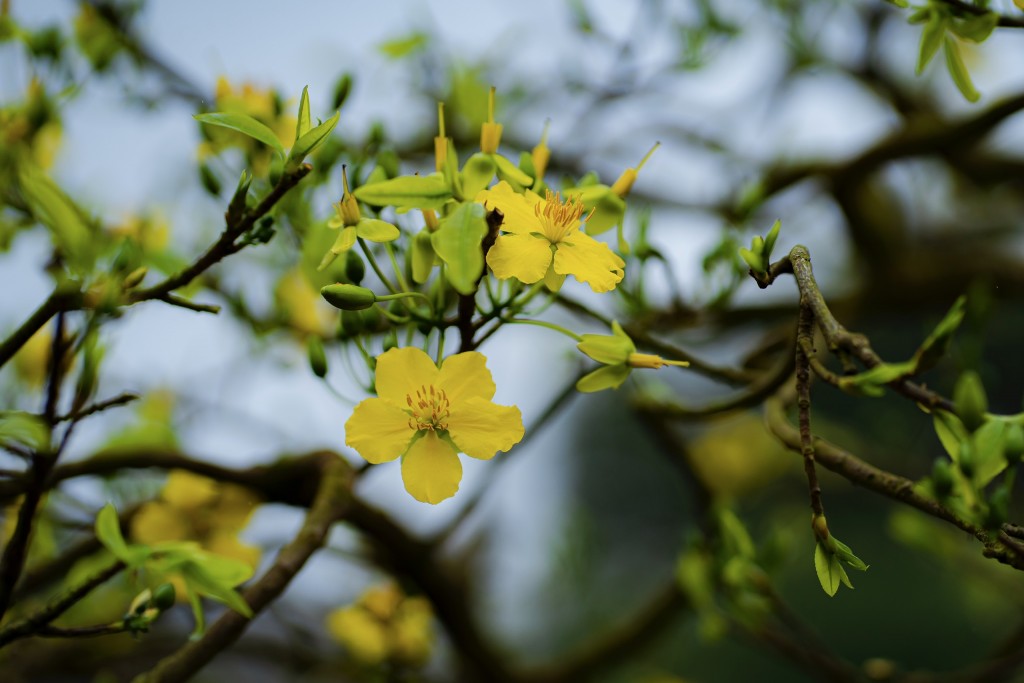 hoàng mai xứ Huế chỉ có 5 cánh, 6 cánh và lá xanh, cánh dày màu vàng tươi rực rỡ có hương thơm nhè nhẹ