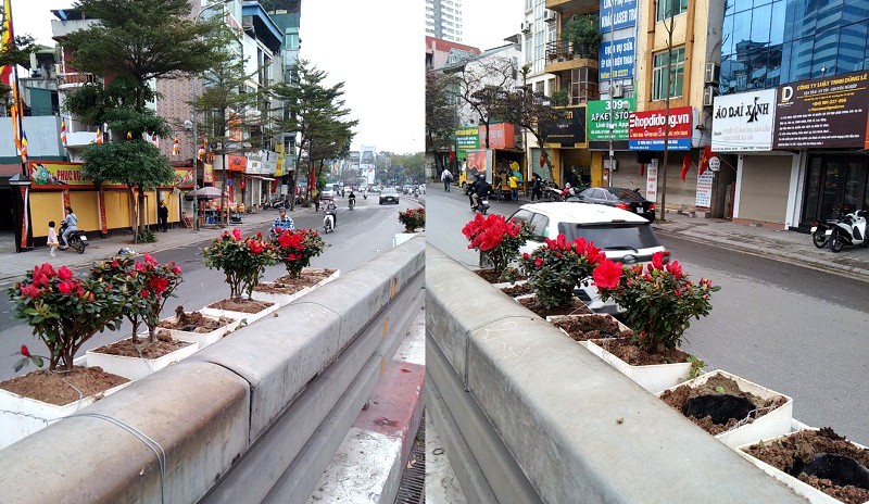 Hàng loạt cây hoa cảnh trang trí đón Tết trên phố Tây Sơn bị kẻ xấu nhổ trộm trong đêm