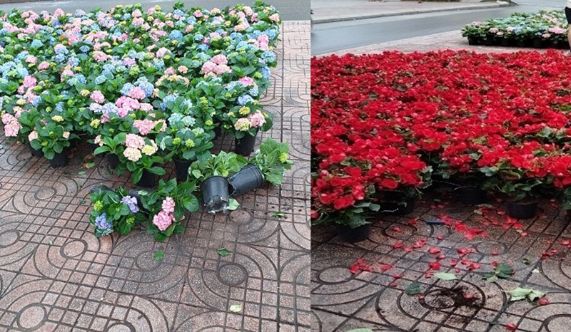 Thảm hoa trang trí trên phố Nguyễn Chí Thanh – Trần Duy Hưng bị trộm lấy khá nhiều