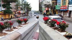 Hà Nội: Nhức nhối nạn trộm hoa trang trí nơi công cộng ngày Tết