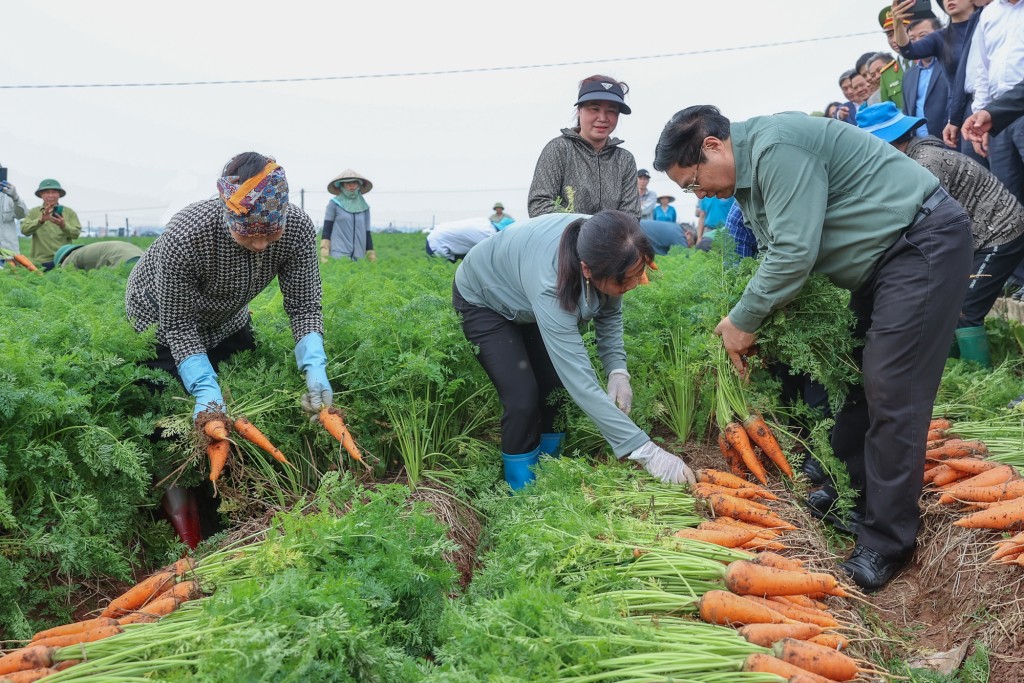 Thủ tướng thu hoạch cà rốt cùng bà con nông dân - Ảnh: VGP/Nhật Bắc