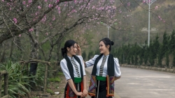 Sa Pa: Miễn phí vé tàu hỏa Mường Hoa cho 5 tỉnh, Fansipan hút khách mùa hoa đào nở rộ