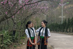 Sa Pa: Miễn phí vé tàu hỏa Mường Hoa cho 5 tỉnh, Fansipan hút khách mùa hoa đào nở rộ