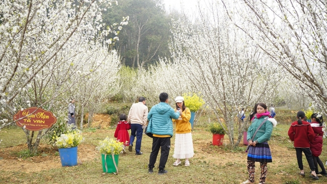 Thưởng thức hoa mận "trắng trời" trên cao nguyên Bắc Hà