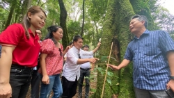 Người dân Tu Mơ Rông bị trộm hơn 800 cây sâm Ngọc Linh