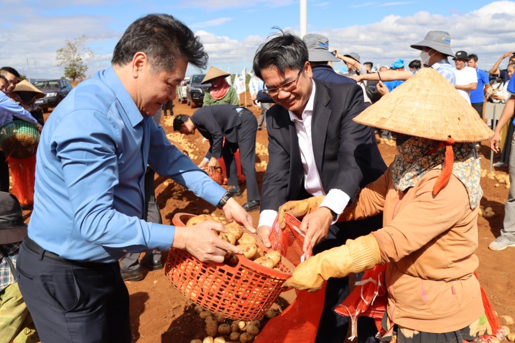 Hình 2 - Ông Lê Quốc Thanh - Giám đốc Trung tâm Khuyến nông Quốc gia tham gia thu hoạch khoai tây cùng bà con nông dân