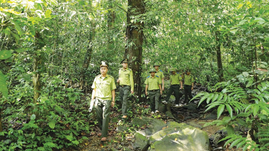 Nâng cao hiệu quả quản lý, sử dụng bền vững tài nguyên rừng