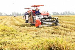 Đẩy mạnh sản xuất, kinh doanh, xuất khẩu lúa, gạo bền vững, minh bạch