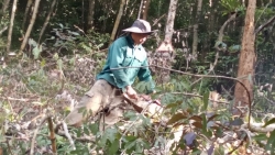 Kon Tum: Khởi tố vụ hủy hoại rừng tại huyện Kon Plông