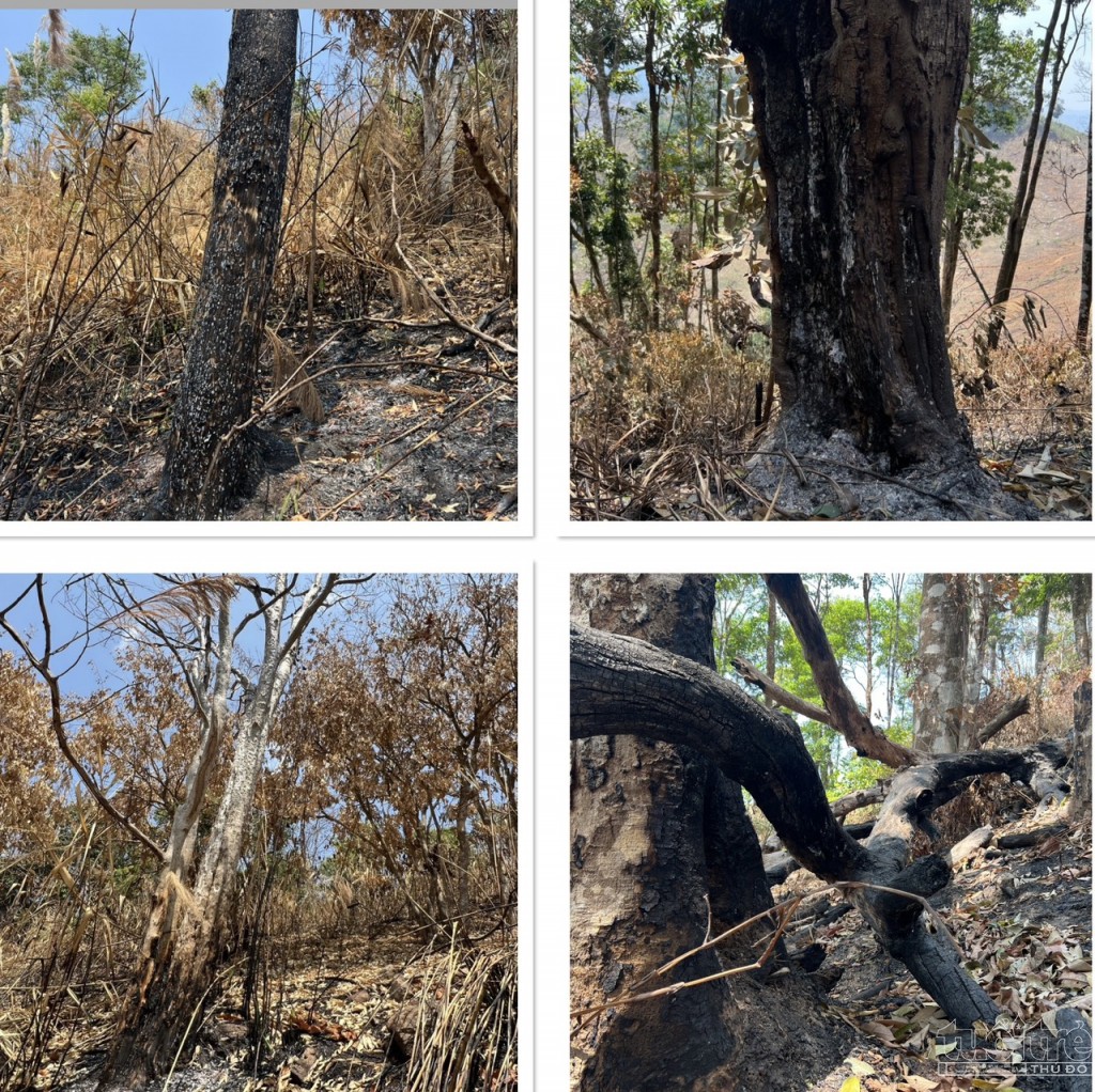 Kon Tum: Cận cảnh những cánh rừng tự nhiên bị đốt cháy, cạo trọc