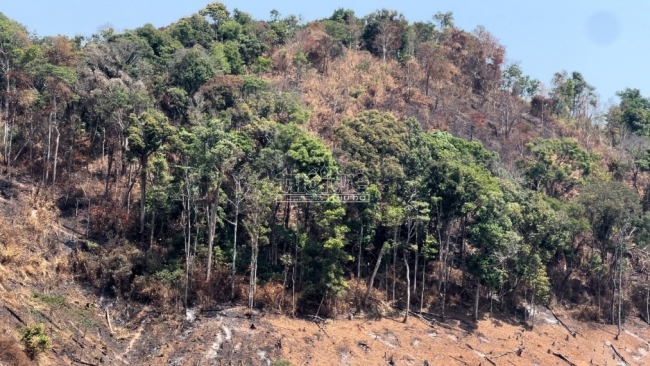 Kon Tum: Cận cảnh những cánh rừng tự nhiên bị đốt cháy, cạo trọc