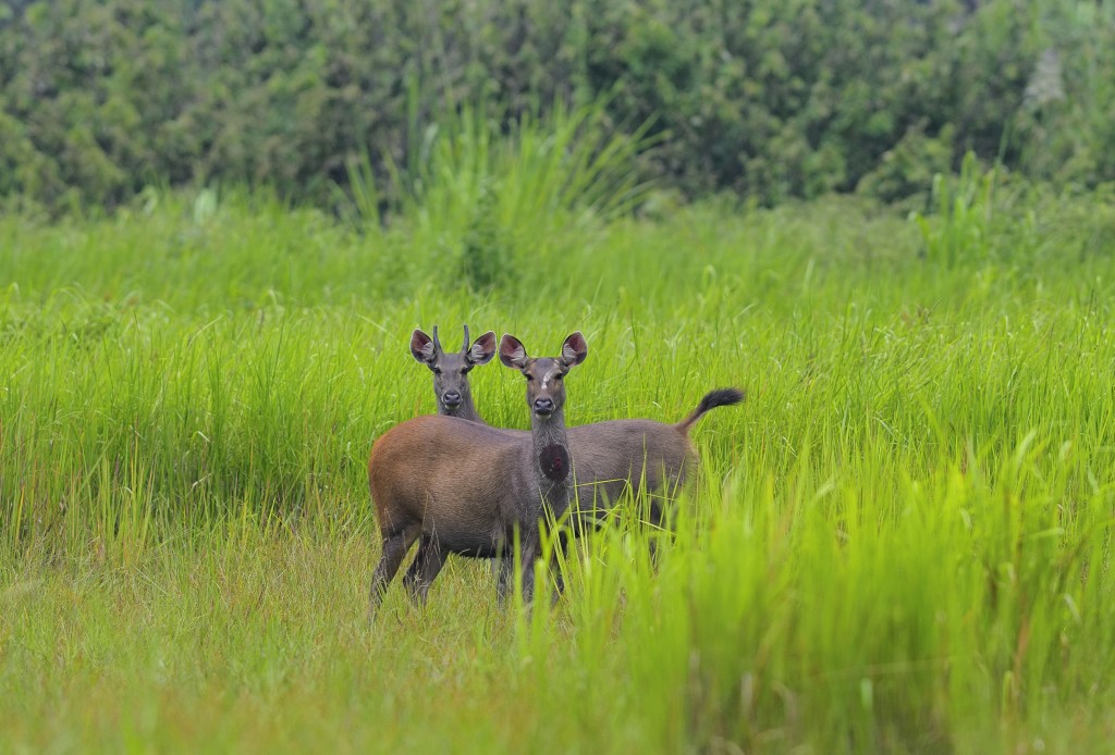Con người có cặp, thú rừng có đôi. Hãy ngừng ăn thịt thú rừng, góp thiện cho đời (Nguồn ảnh: © USAID Biodiversity Conservation (thuộc dự án VFBC)/ WWF-Việt Nam/ Tăng A Pẩu)