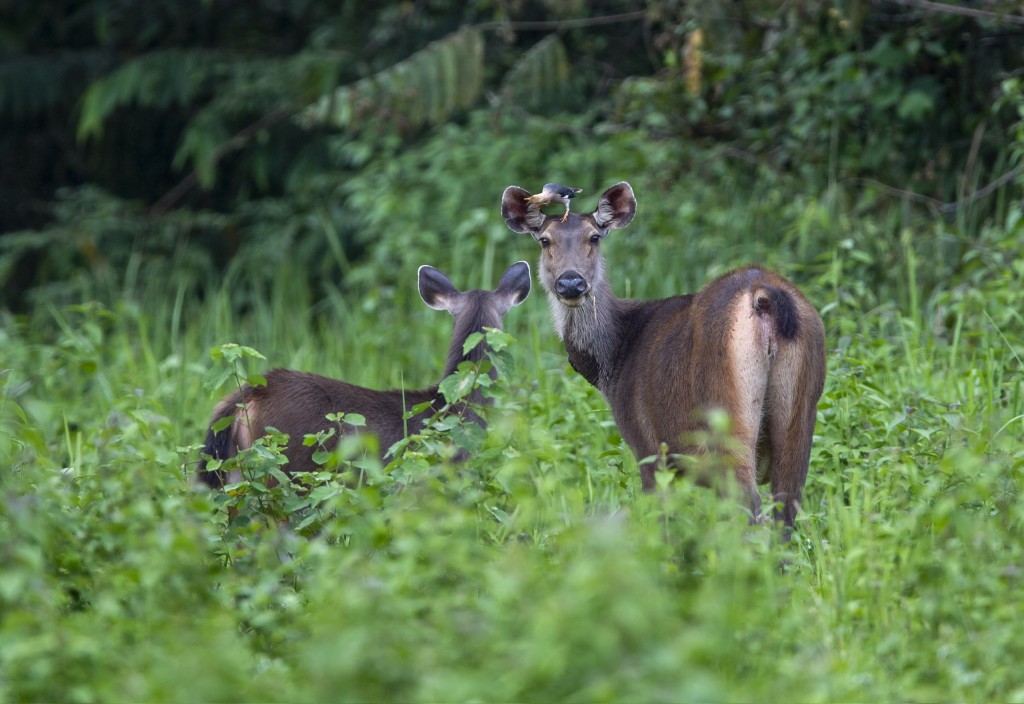 Con người có cặp, thú rừng có đôi. Hãy ngừng ăn thịt thú rừng, góp thiện cho đời (Nguồn ảnh: © USAID Biodiversity Conservation (thuộc dự án VFBC)/ WWF-Việt Nam/ Tăng A Pẩu)