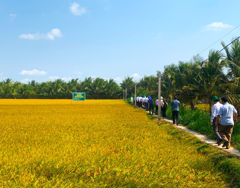 Năng suất lúa HTX Phát Tài bình quân đạt 7 tấnha