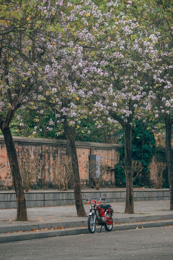 Mùa xuân, mùa đẹp mơ màng của Hà Nội