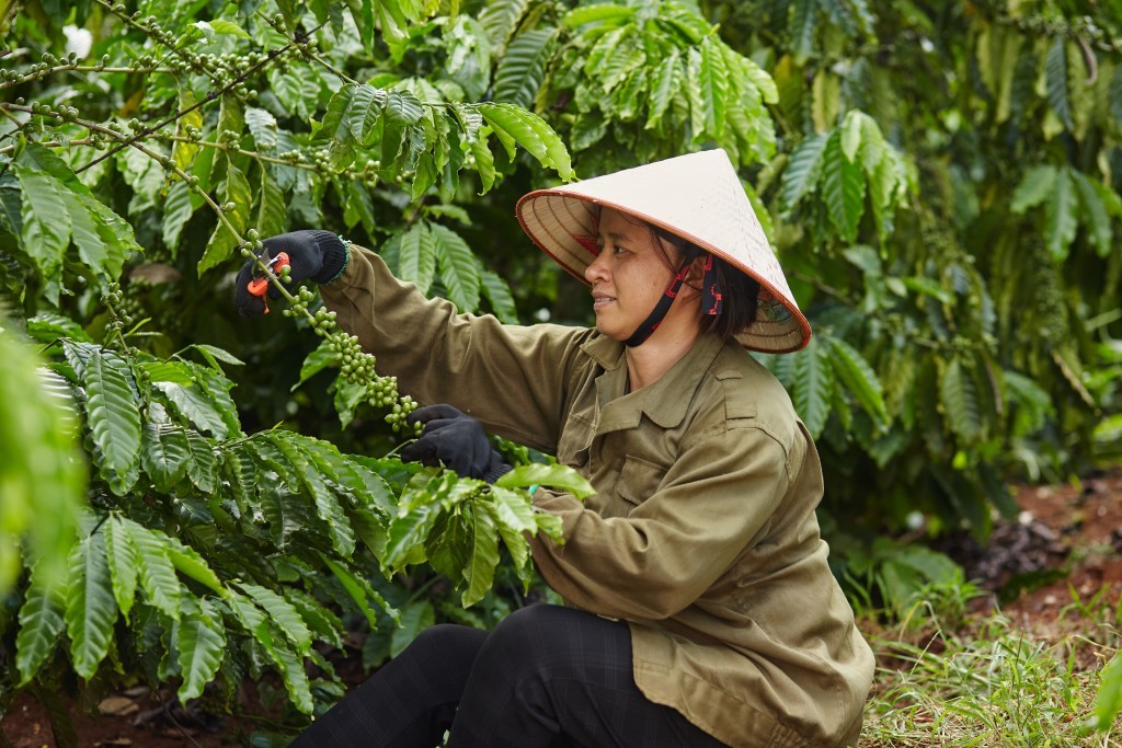 mục tiêu xuất khẩu 5 tỉ USD với ngành cà phê năm 2024 không khó nhưng cần làm sao để con số này bền vững và thực chất hơn trong