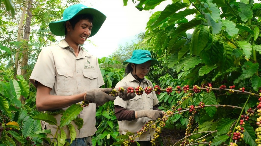 Mỗi hạt cà phê giống tại Cư M'gar đều được người nông dân chăm sóc tỉ mỉ hàng ngày, phát triển thành những cây cà phê khỏe mạnh