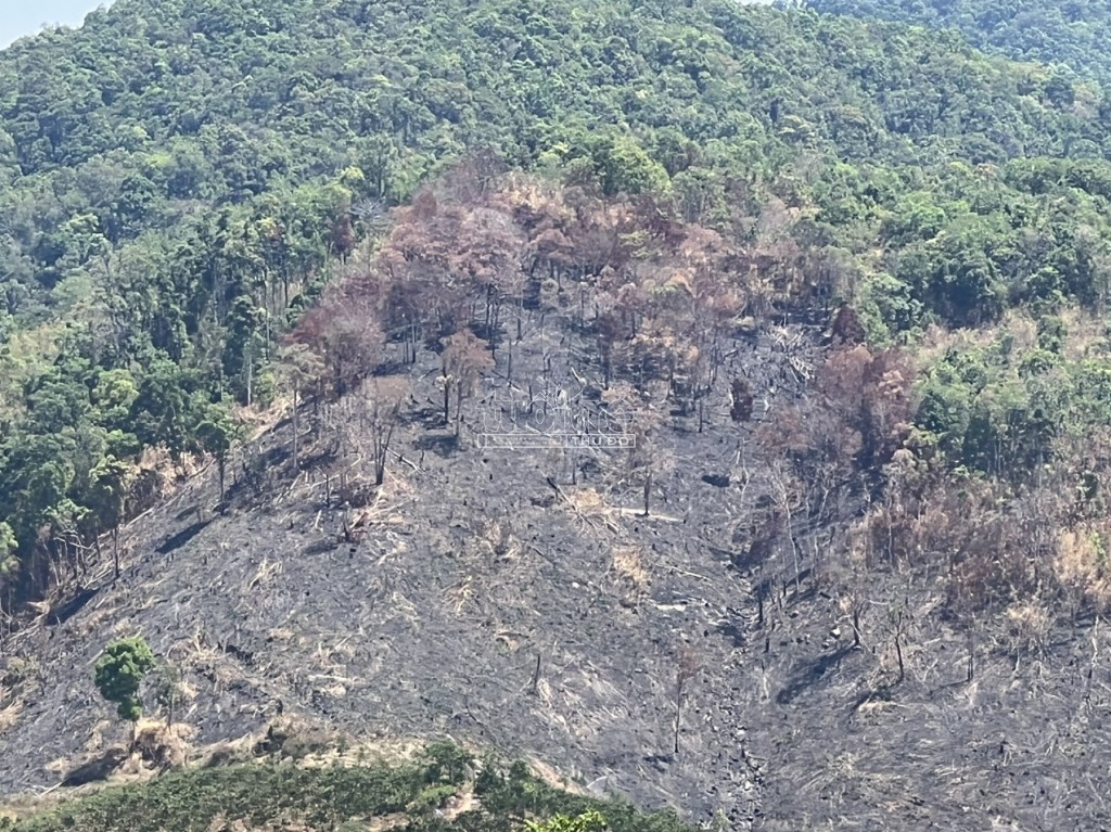 Tỉnh Kon Tum chỉ đạo điều tra vụ phá rừng tự nhiên Đăk Pxi