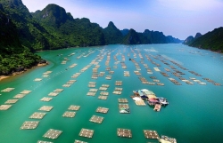 Nhiều doanh nghiệp, tập đoàn lớn chuẩn bị đầu tư nuôi biển tại Quảng Ninh