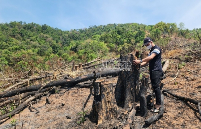 Khởi tố 5 đối tượng vụ phá rừng tự nhiên tại Đăk Pxi