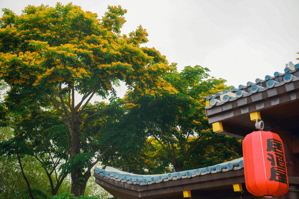 Đẹp ngỡ ngàng hoa sưa nhuộm vàng Công viên Châu Á, Đà Nẵng đầu hè