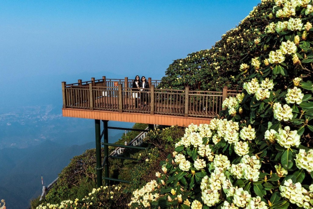 Đường hoa Đỗ quyên trên đỉnh Fansipan đẹp tựa chốn thiên đường, hút hàng nghìn lượt khách check in