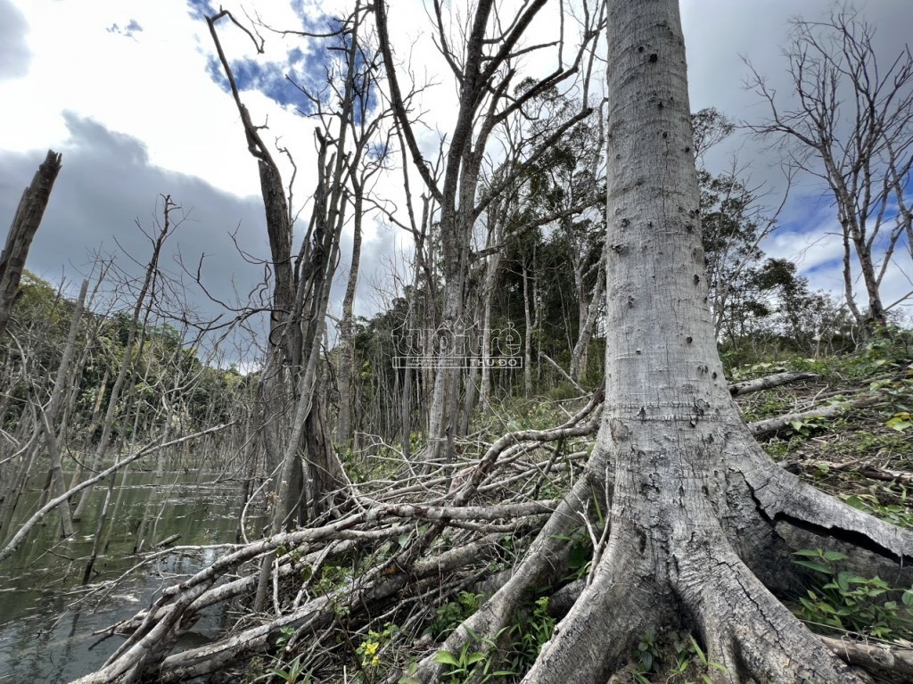 Kiến nghị xử lý hàng loạt cán bộ để hơn 25ha rừng bị chết