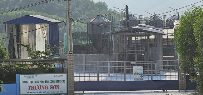 Quảng Nam: Trại lợn trái phép của Công ty Trường Sơn bị kiểm tra