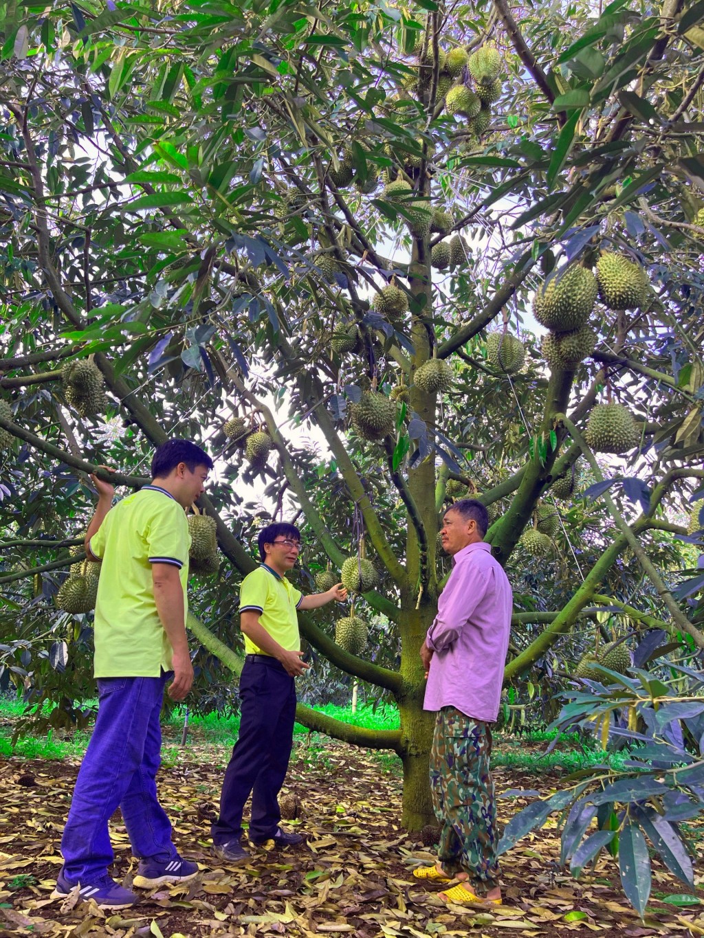 NPK Cà Mau công nghệ polyphosphate hiệu quả bền vững cho cây sầu riêng