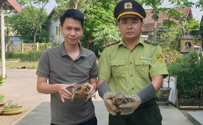 Hạt kiểm lâm TP Huế tiếp nhận 2 cá thể rùa hộp trán vàng miền Trung do người dân giao nộp (Ảnh Hạt kiểm lâm)