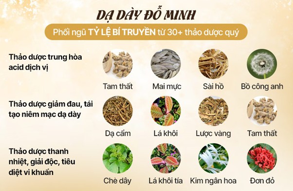 Thành phần thảo dược trong bài thuốc dạ dày Đỗ Minh