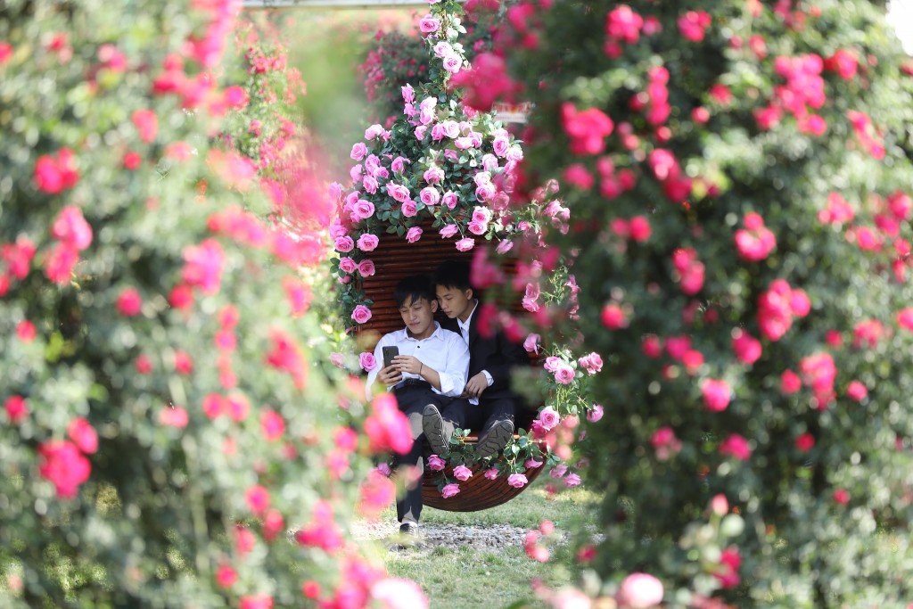 Sa Pa tấp nập khách đến du ngoạn Lễ hội Hoa hồng Fansipan ngay đầu kỳ nghỉ lễ 30/4