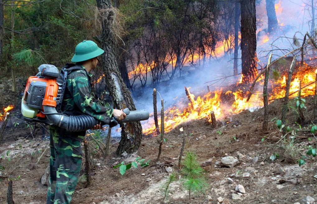 Thủ tướng yêu cầu quyết liệt phòng cháy, chữa cháy rừng