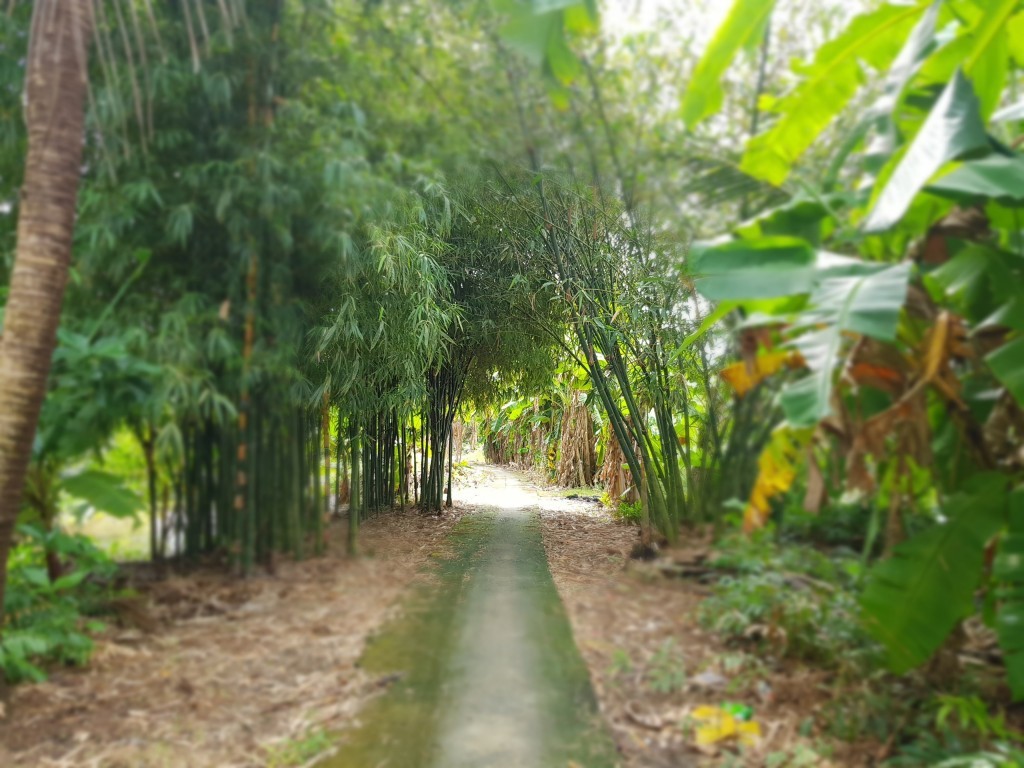 Con đường nông thôn dài 1,6km được báo Tuổi trẻ Thủ đô và người dân địa phương cùng làm