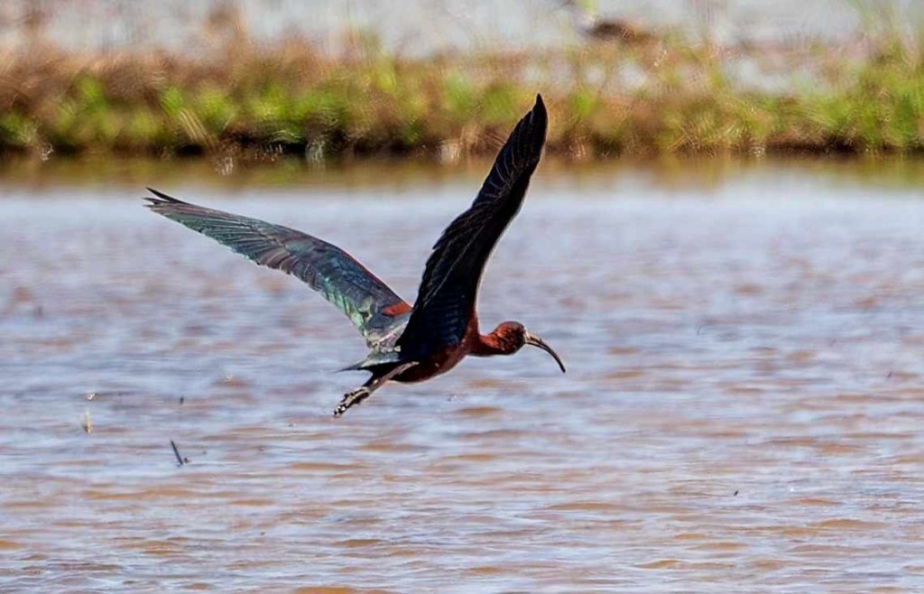 Loài chim quý có tên là quắm đen được phát hiện tại khu vực cửa sông Ô Lâu, đầm phá Tam Giang - Cầu Hai (Ảnh TS Lê Mạnh Hùng)
