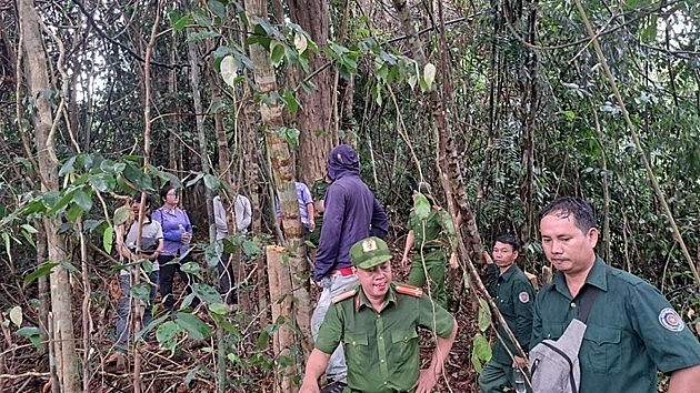 Quảng Nam: Phá rừng tự nhiên, bắt tạm giam nguyên giám đốc
