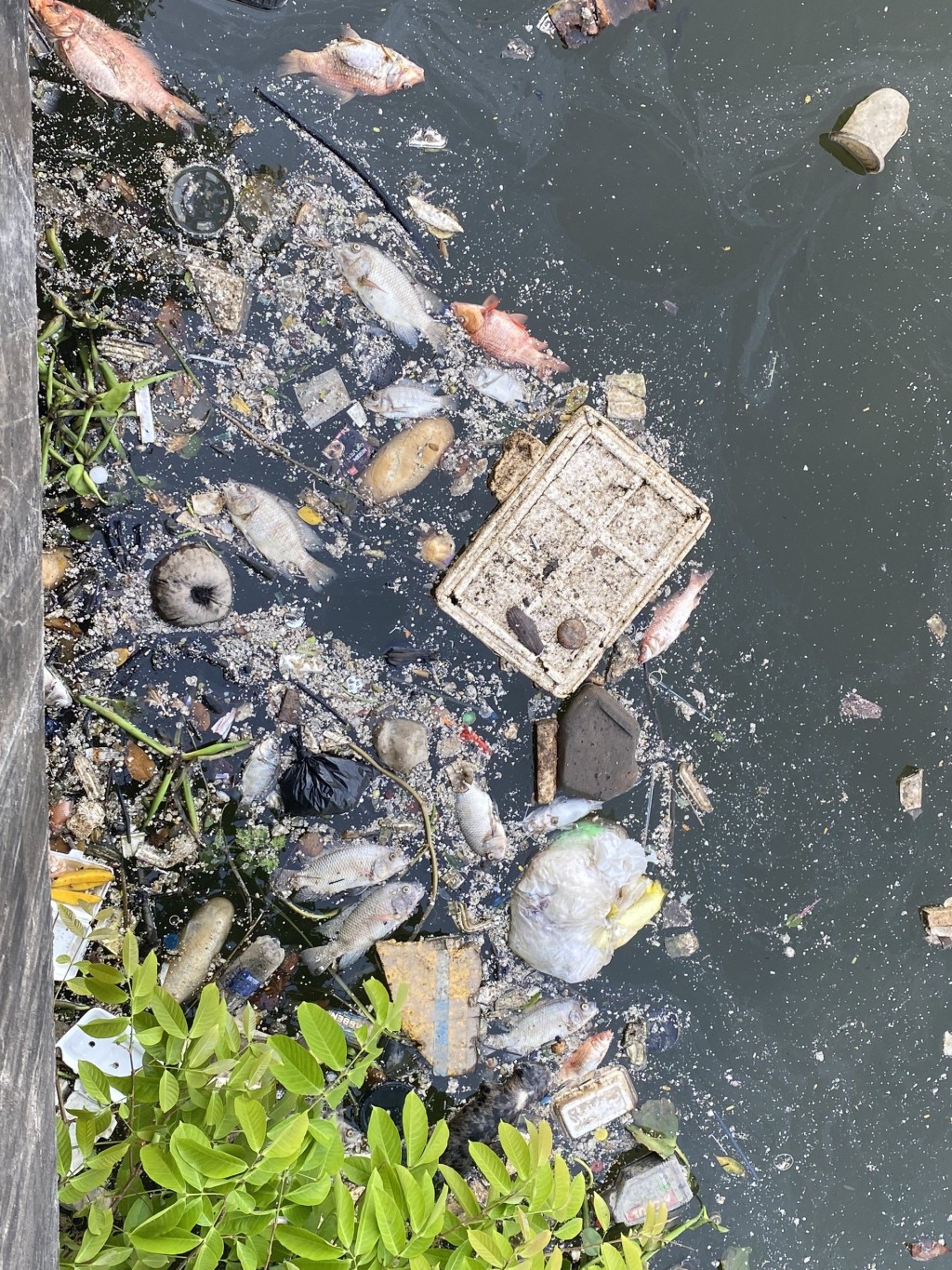Kênh rạch TP HCM tràn ngập rác sau những ngày mưa