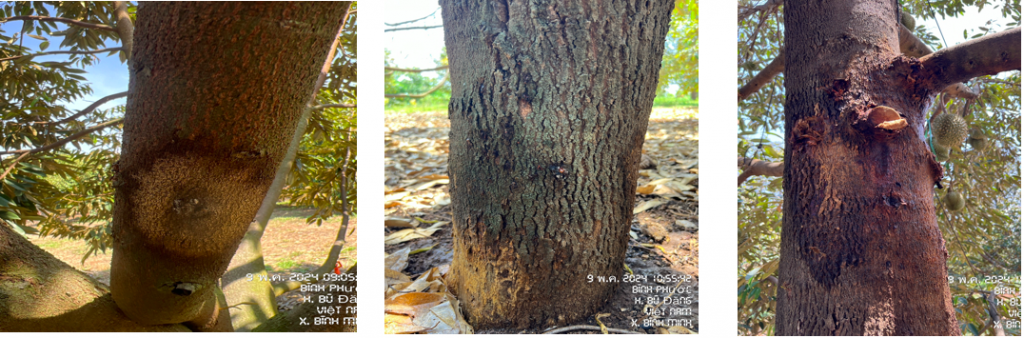 Giải pháp phòng ngừa, trị bệnh nguy hiểm trên cây sầu riêng