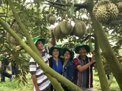 Phân bón Phú Mỹ: Bí quyết cho cây dưa và sầu riêng ở miền Trung - Tây Nguyên những mùa bội thu