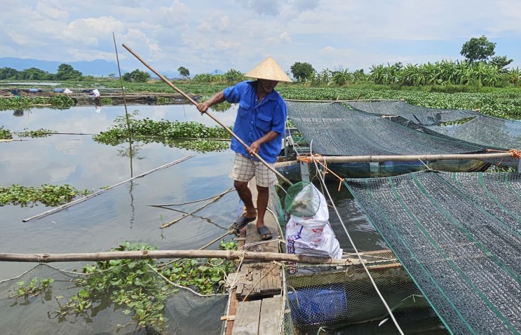 Quảng Nam: Cá nuôi lồng bè trên sông Vĩnh Điện chết hàng loạt