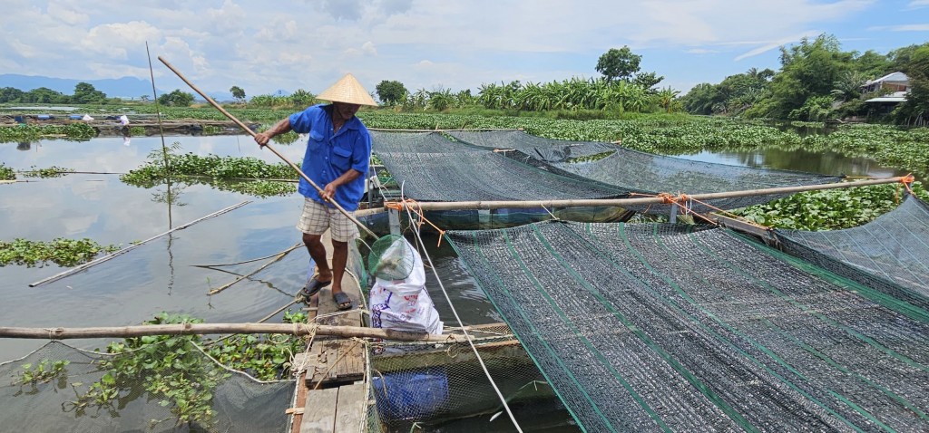 Quảng Nam: Cá nuôi lồng bè trên sông Vĩnh Điện chết hàng loạt