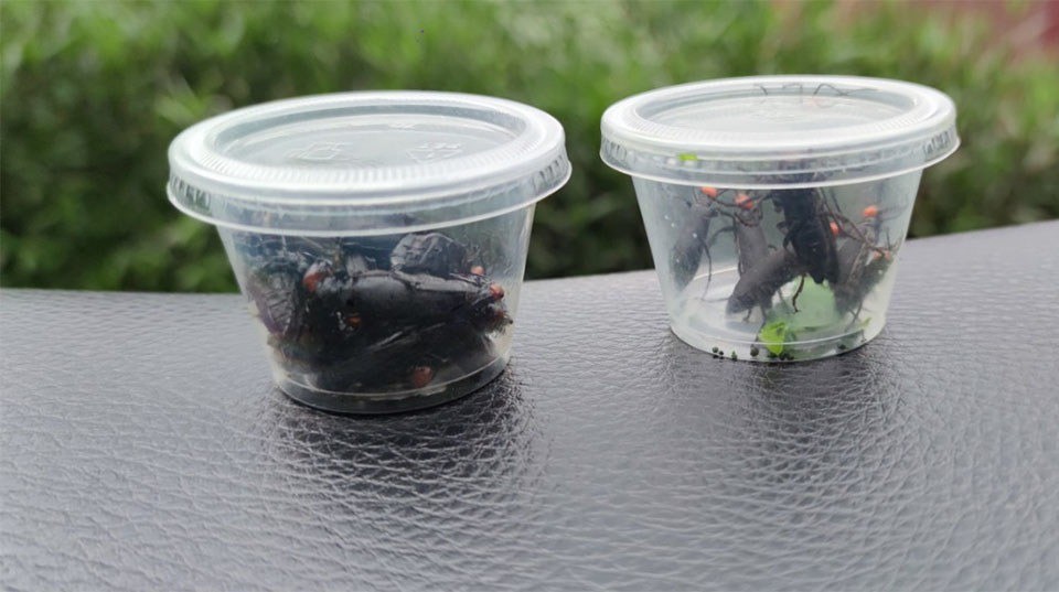 2 mẫu côn trùng được gửi kiểm nghiệm.